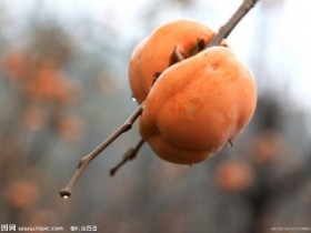 秋食柿子五大注意要点