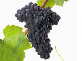 紫色蔬果神奇养生功效