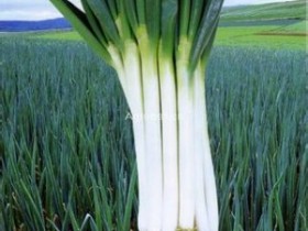 男人必吃3大壮阳菜