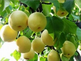 秋季吃哪种梨最养生