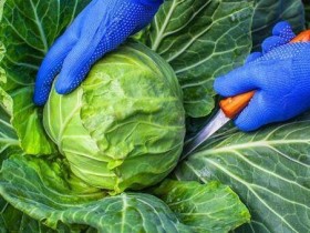 多吃圆白菜防癌又保骨 这2大族群要限量