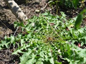 每天拍这3处,排出血毒、肾毒、肝脏毒,不吃药也能排得一干二淨