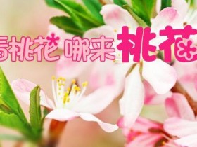 5月男女桃花预先报