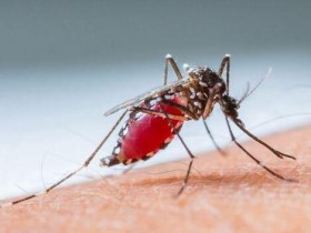 夏日防蚊4招!自制环保酵素对抗小黑蚊