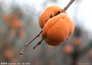 秋食柿子五大注意要点