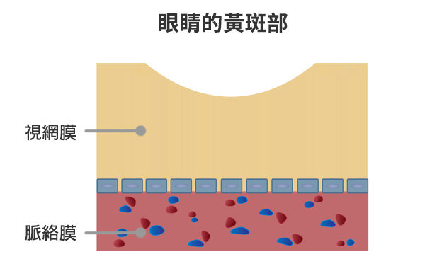 视物扭曲小心黄斑部病变中医养眼治疗有妙招